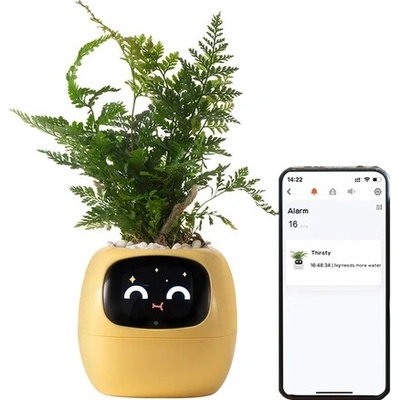 kwiatydonice PlantsIO BŘEČŤAN ŽLUTÝ