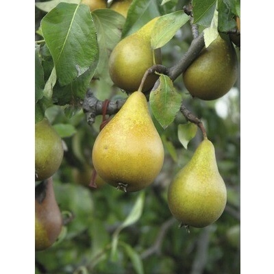 Hruška jesenná FloraSelf Bio Pyrus communis 'Gellertova maslovka' výška kmeňa 35-40 cm celková výška 80-90 cm kvetináč 5 l