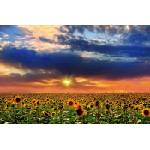 DIMEX ART Флизелинов фототапет слънчоглед при залез слънце 375 x 250 см
