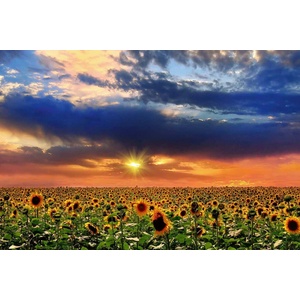 DIMEX ART Флизелинов фототапет слънчоглед при залез слънце 375 x 250 см