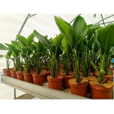 Strelícia natalská (Strelitzia Nicolai) - výška 50-70 cm, kont. C3L