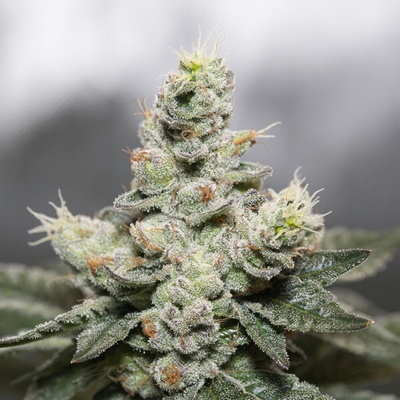 Vision Seeds Blue Cookies x OG Kush semienka neobsahujú THC 3 ks