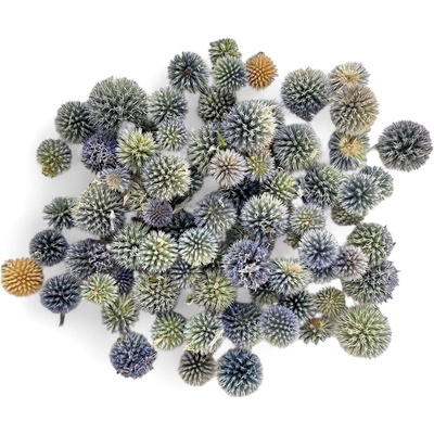 Sušené bodliaky Echinops - ježibaba hlavičky 110g - prírodné