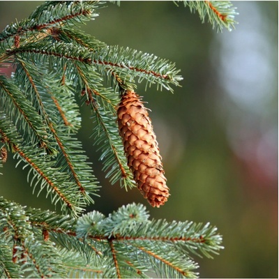 Smrk ztepilý Picea abies osivo smrku 8 ks – Hledejceny.cz
