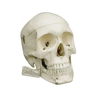 Rüdiger-Anatomie Anatomický model, Lebka