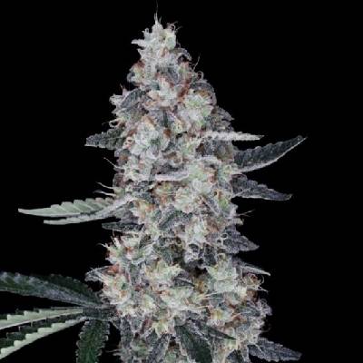 DNA Genetics Watermelon Man AUTO semena neobsahují THC 5 ks
