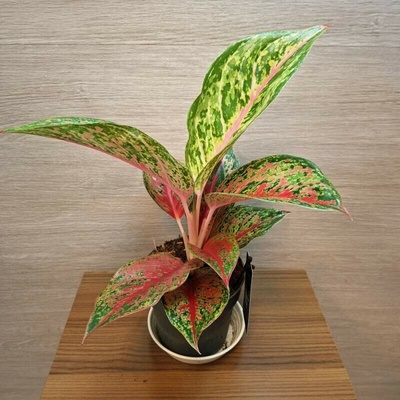 Aglaonema Lychee Red