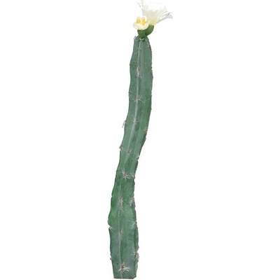 Kaktus - Cactus 'Hitch' s květinou bilý/krémová V36 cm