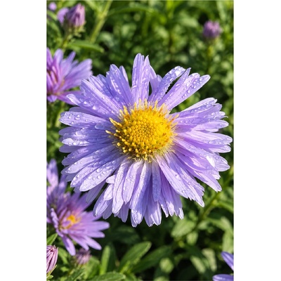 Aster dumosus ZWERGENHIMMEL - hvězdnice keříčkovitá, astra – Hledejceny.cz