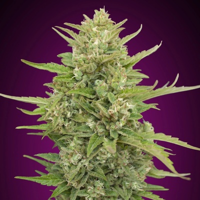 00 Seeds Bank Auto Super Skunk semienka neobsahujú THC 3 ks