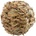 Ferplast Ball for Rodents - Дървена играчка за гризачи за гризане във форма на топка, 5.5 см