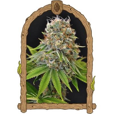 Exotic Seed Sugar Larry semena neobsahují THC 3 ks
