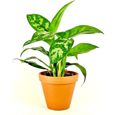 Gardners Aglaonema Maria, průměr 12-14 cm Aglaonema, Spící panna
