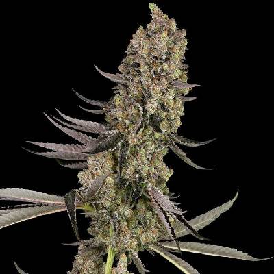 White Label Vlad the Inhaler semena neobsahují THC 3 ks