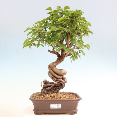 e-bonsai Venkovní bonsai -Carpinus coreana - Habr korejský