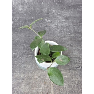 Hoya Chouke mini