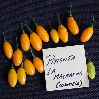 ? ️ Семена от Люти Чушки - Pimenta La Macarena - 15 броя (209251)