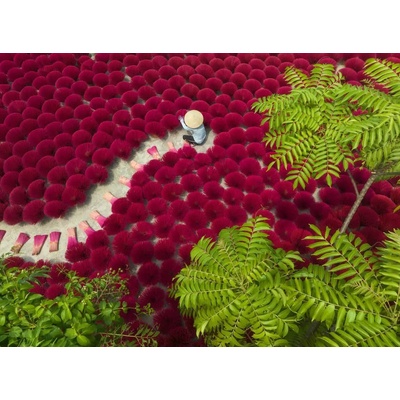 Ravensburger - Puzzle A Sea of Red - 500 piese