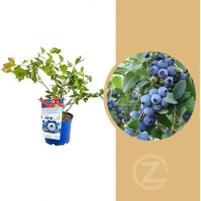 Kanadská borůvka, Vaccinium corymbosum Bluejay, velikost kontejneru 2 l
