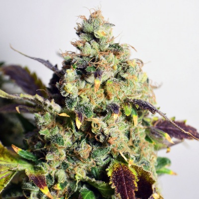 DOCTOR'S CHOICE DC Kush semienka neobsahujú THC 3 ks
