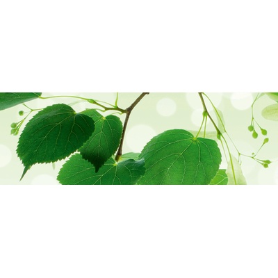 DIMEX ART Фототапет за кухня - зелени листа 180 x 60 см