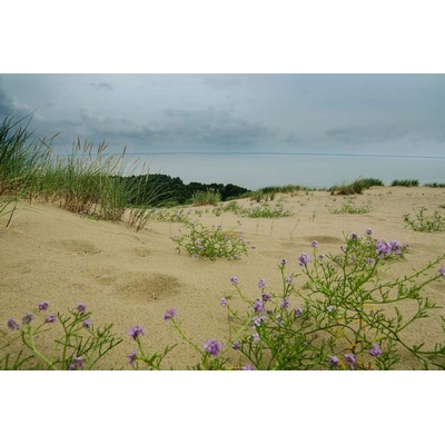 DIMEX ART Флизелинов фототапет невероятни дюни 375 x 250 см