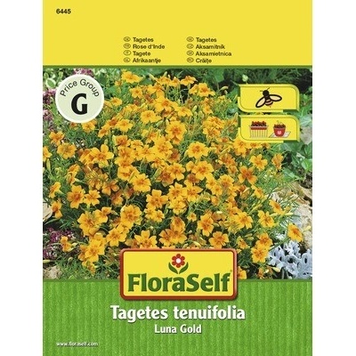 Afrikán Aksamitník FloraSelf Tagetes tenuifolia Luna Gold