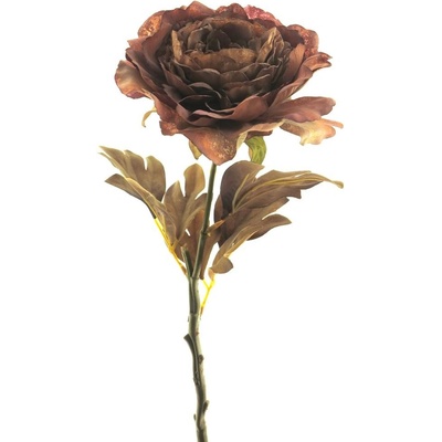 Pivoňka - Paeonia větev 'Dutch' (sušená) hnědá V62 cm