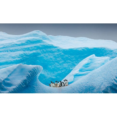 Plakát, Obraz - A group of Penguins stand atop, David Merron Photography, 40 × 23.9 cm