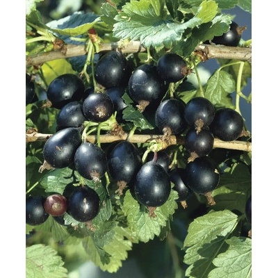 Josta BIO FloraSelf Bio Ribes x nidigrolaria květináč 3 l
