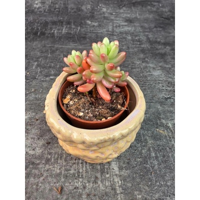 Sedum Rubrotinctum Aurora mini (Rozchodník, prasečí ocásek)
