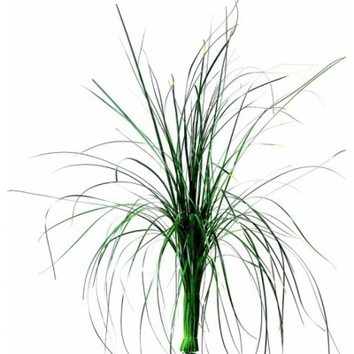 Bear Grass
