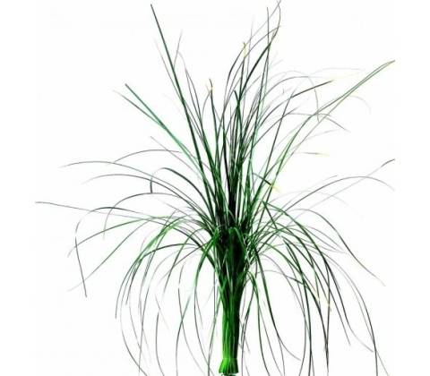Bear Grass