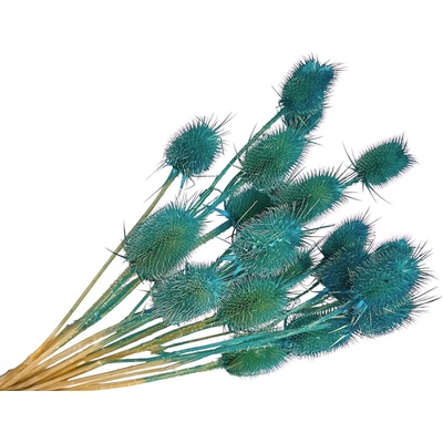 Sušené bodliaky Dipsacus 50g - tyrkysové