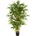 Bamboo bambus - 150 cm