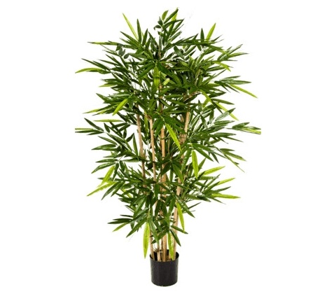 Bamboo bambus - 150 cm