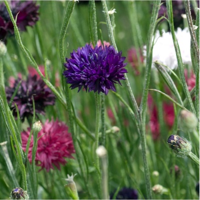 Chrpa směs barev - Centaurea cyanus - osivo chrpy - 100 ks