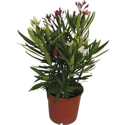 Oleander FloraSelf Nerium oleander výška 40-60 cm kvetináč Ø 19 cm