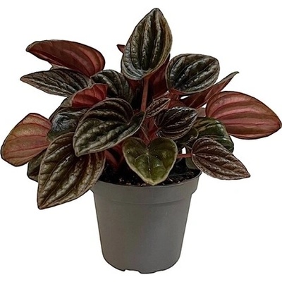 Gardners Peperomia caperata Montevideo, průměr 6 cm Peperomie, pepřinec