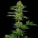 Sensi Seeds Satin Black Domina CBD semena neobsahují THC 3 ks