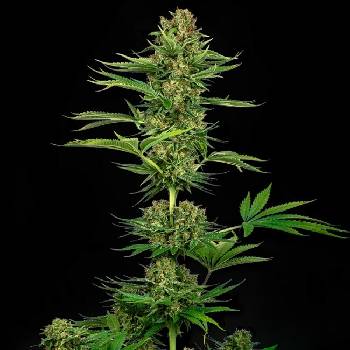 Sensi Seeds Satin Black Domina CBD semena neobsahují THC 3 ks