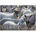 Calvendo Sheep Portraits (Wall Calendar 2026 DIN A4 landscape), CALVENDO 12 Month Wall Calendar | Calvendo, Martina Cross