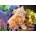 Castorland - Puzzle Ginger Kitten - 180 piese