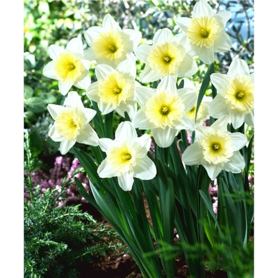 BENEX NARCIS Ice Follies 3ks