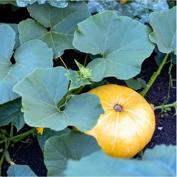 Tekvica Gele Reuzen - Cucurbita maxima - predaj semien - 5 ks