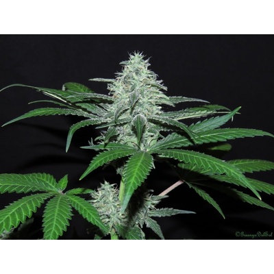 Ripper Seeds Sideral semena neobsahují THC 5 ks