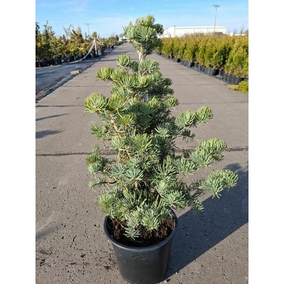 Abies concolor 'Compacta' Prodejní velikost: 030/040, Velikost hrnku: 3 l