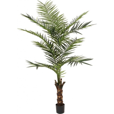 Kentia palma 240 cm