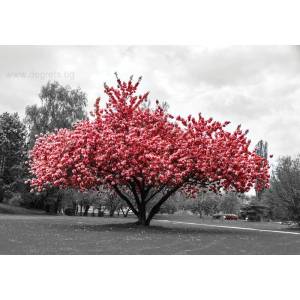  Фототапет Розов цвят