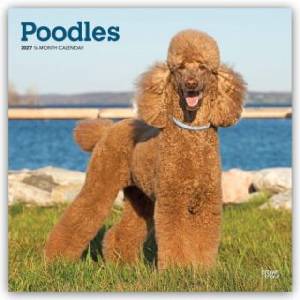 Browntrout Verlags GmbH Poodles - Pudel 2027 - 16-Monatskalender | BrownTrout Publishers Inc